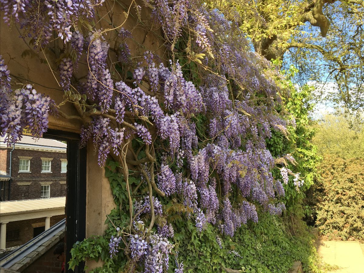 FriendsKenwood's tweet photo. Spotlight Talk Tuesday 12 May & more lovely photos - https://t.co/8b4n8kTpkk
@EHKenwood @HeathHands @CityCorpHeath @EnglishHeritage @FriendsKenwood #kenwood_house_hampstead #kenwoodvolunteers #heath_hands #seizetheheath #hampsteadheath #wisteria #dovetree #rhododendrons #spring https://t.co/i9zHzOxtpU