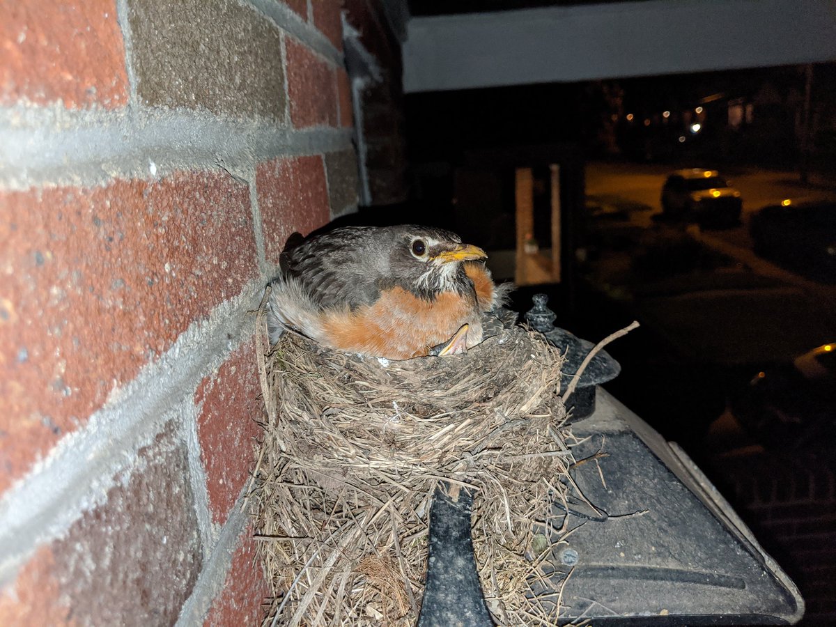 Bonus stealth night nest update! I think robins are blind at night. She has none of my shit during daylight hours, but sun goes down and she's like eh, whatever. Take your damn pictures.