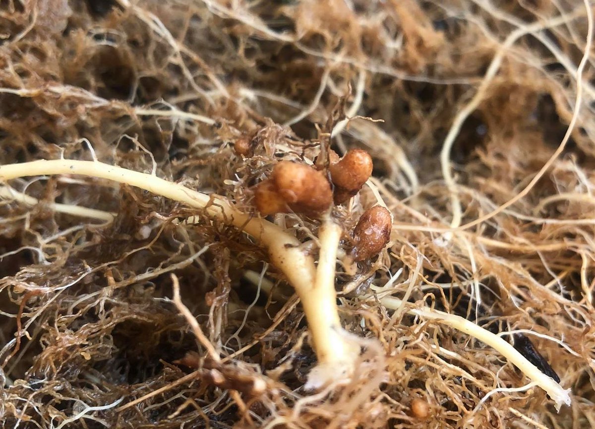 FacelliEcoLab's tweet photo. These small brown blobs are nodules, where Rhizobium bacteria convert atmospheric nitrogen into plant-friendly ammonia in exchange for carbohydrates. Partly the reason why #legumes are so nutritious! https://t.co/vb1MkGv0t1