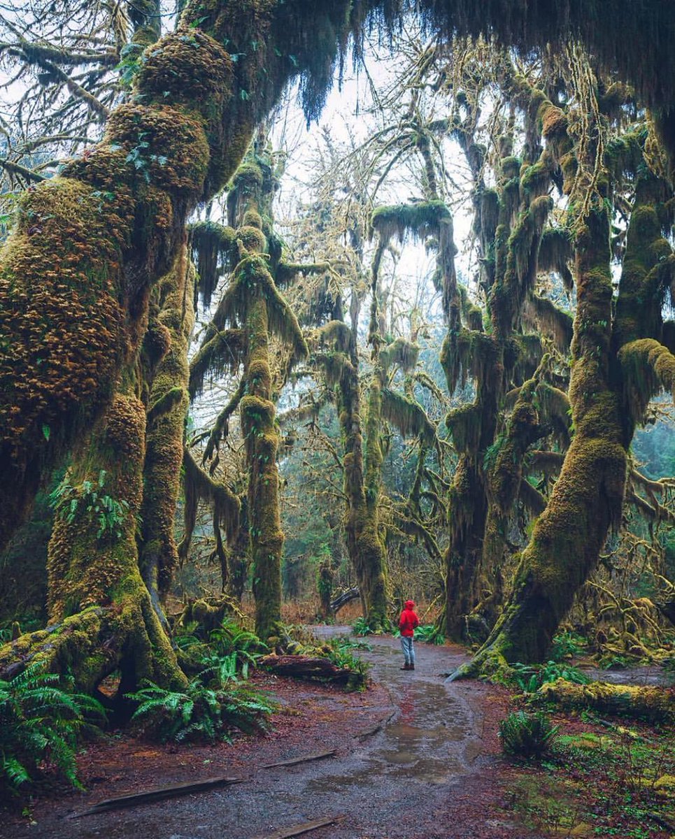 WestCoastPosts's tweet photo. Olympic National Park

(via Instagram/alberthbyang) https://t.co/S7WNJuwbpb