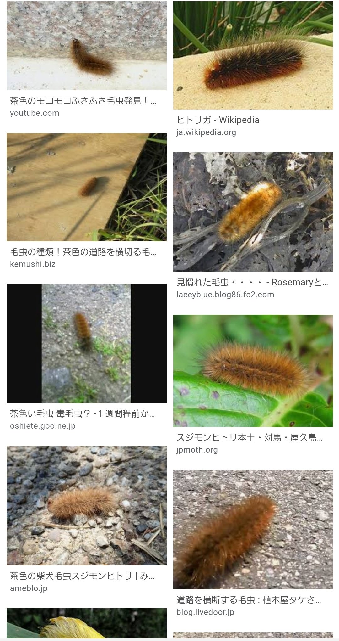 霜月 っ W C 道路を横断してくる茶色いもふもふの毛虫ちゃんは ヒトリガやスジモンヒトリになるんだそう 頑張って動いてるから応援したいし 車で轢きたくないし 頑張れーとか思っちゃうけど 田舎だからちょいと群れが光に集まるのだ 3 つら