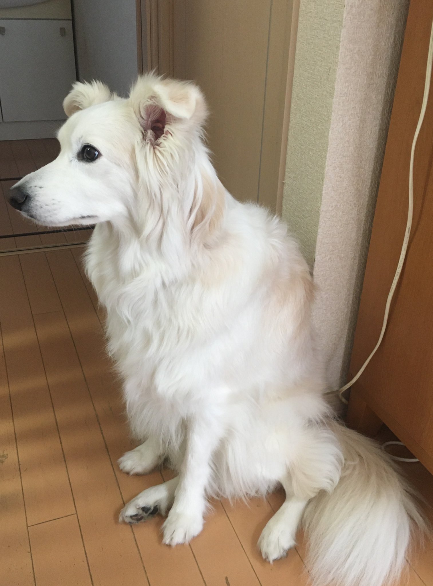 フレアー　ボーダーコリー ボーダーコリー - Search / X