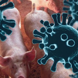 *THREAD*A closer look at viruses (in animals and humans), the pork industry, national security, offshore firms, and politics in relation to China/Hong Kong over the past 8 years or so.