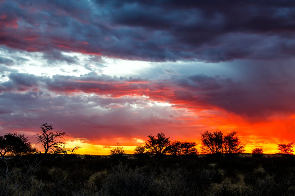 TourvestDM's tweet photo. Happy Friday everyone! We hope you are all keeping well. 🙌 

A stunning #sunset landscape in the Kgalagadi Transfrontier Park in #SouthAfrica to keep you motivated. 😍 #DreamNowTravelLater

📸 Henk Bogaard

#TourismStrong #TravelTomorrow #TheWorldWillTravelAgain @GoToSouthAfrica https://t.co/pKcuF2W2q6