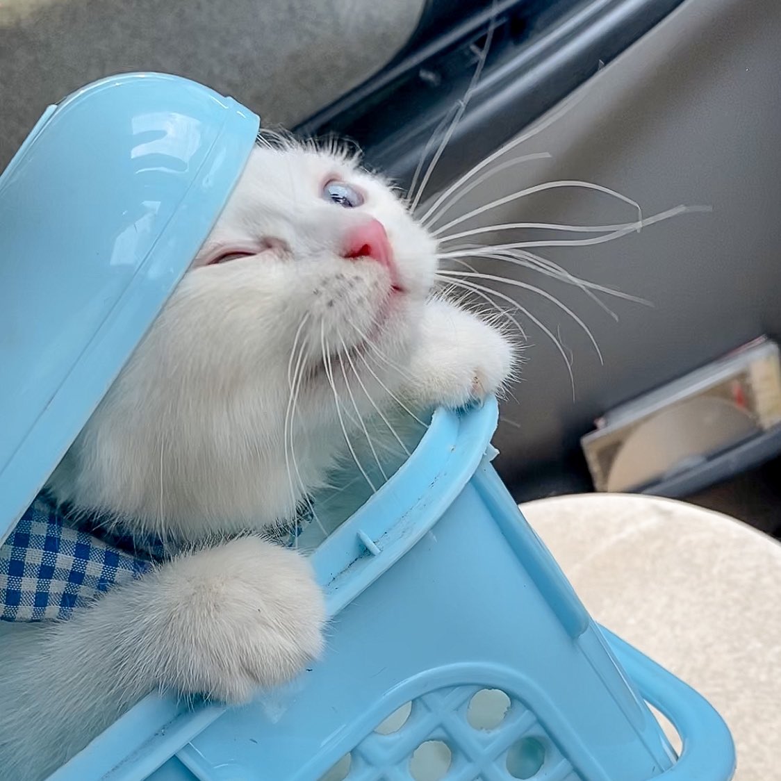 ૮꒰˵• ﻌ •˵꒱ა tweet media