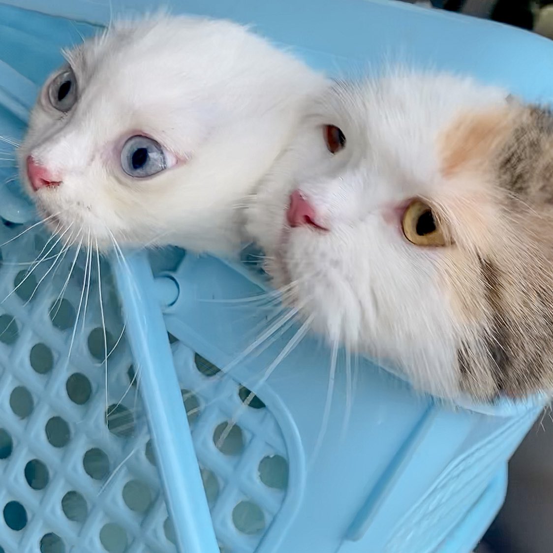 ૮꒰˵• ﻌ •˵꒱ა tweet media