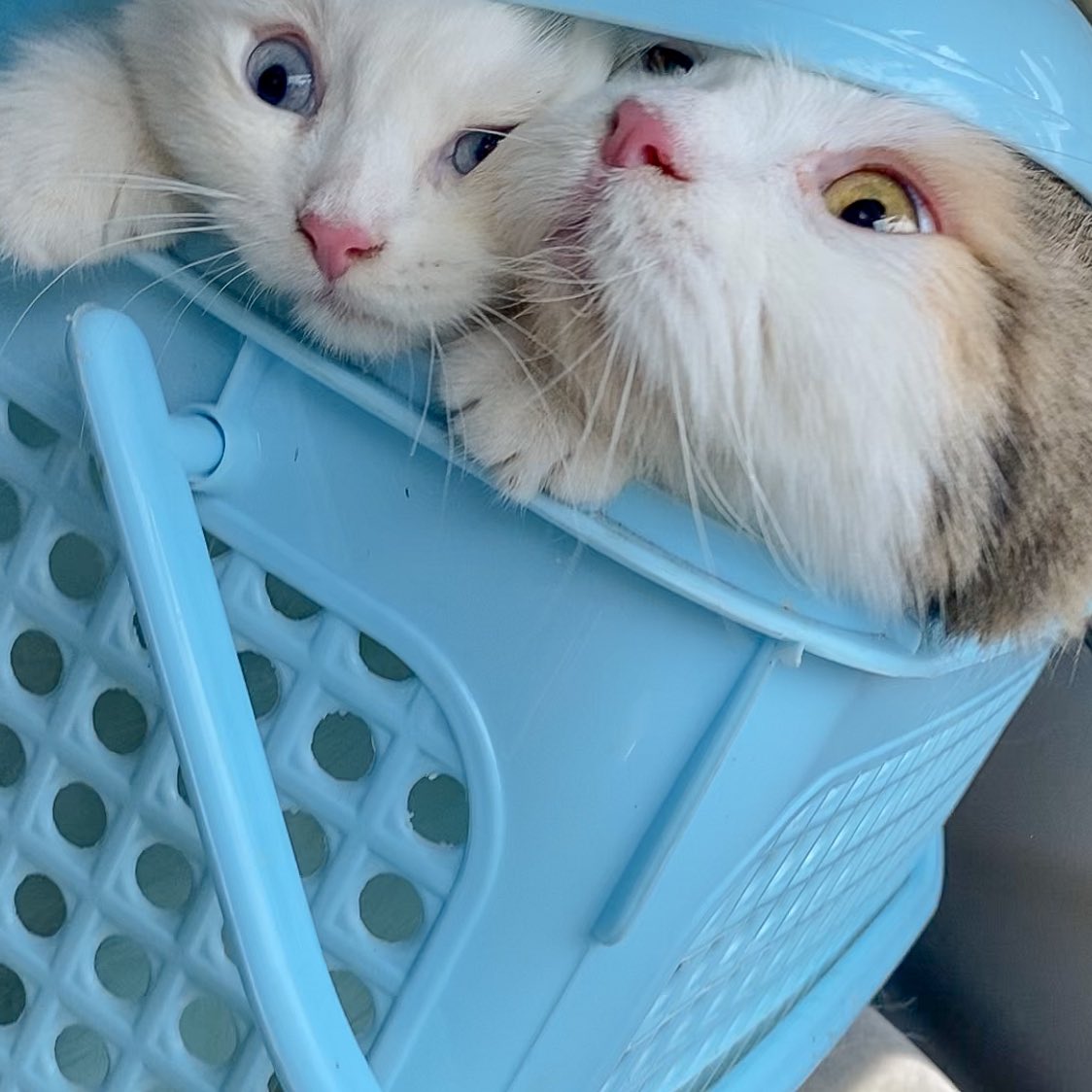 นาทีชีวิก มะนุดจาพาไปฉีกยา หนีเน็วอุนแม่!!!!