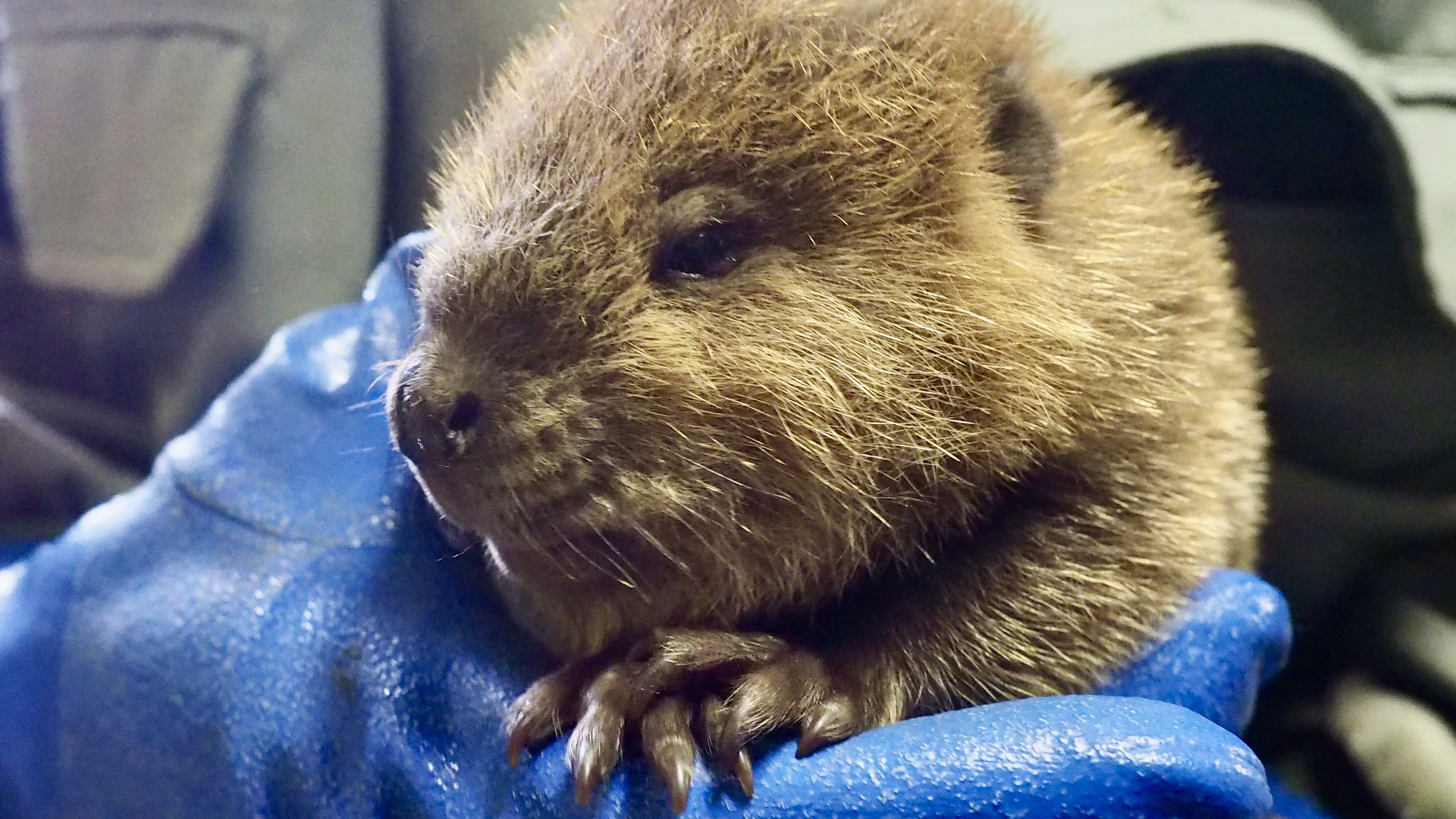 千葉市動物公園 公式 アメリカビーバーの赤ちゃんの動画をyoutubeにアップしました Youtube T Co Vohjmlirvt Youtubeチャンネル登録をすると 最新のかわいい動物たちの動画をいち早く見ることができます チャンネル登録をおねがいします 千葉市動物公園 公式 アメリカビーバーの赤ちゃんの動画をyoutubeにアップしました Youtube T Co Vohjmlirvt Youtubeチャンネル登録をすると 最新のかわいい動物たちの動画をいち早く見ることができます チャンネル登録をおねがいします