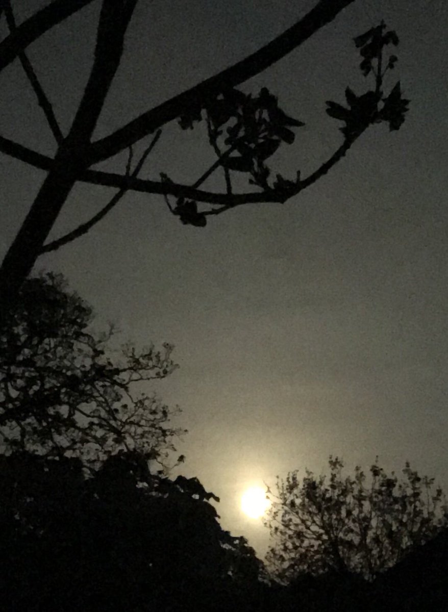 CathDuggins's tweet photo. Last nights #FlowerMoon in the #Pembrokeshire #garden illuminating the ❤️ #FoxgloveTree flowers on the Eve of #VEDayAtHome #fullmoon #StayHomeSaveLives https://t.co/SY36g6coH1