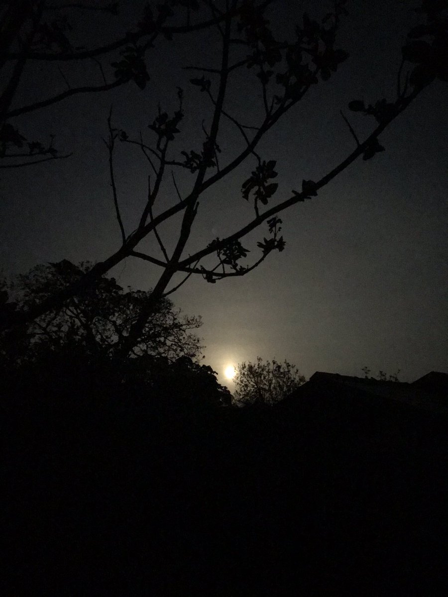CathDuggins's tweet photo. Last nights #FlowerMoon in the #Pembrokeshire #garden illuminating the ❤️ #FoxgloveTree flowers on the Eve of #VEDayAtHome #fullmoon #StayHomeSaveLives https://t.co/SY36g6coH1