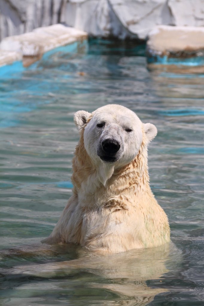 Kai S Photo Kaiwolf17 Twitter