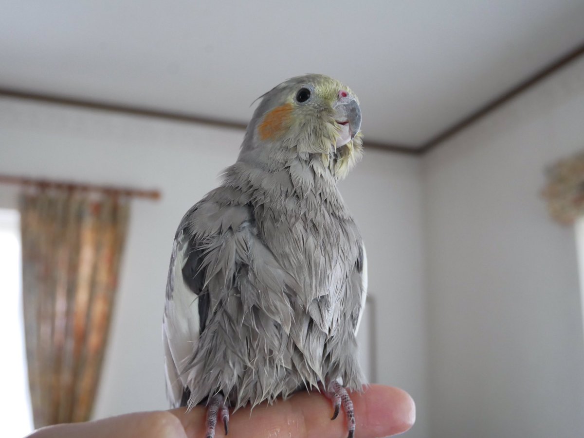 オカメインコ ココ さっぱりした と笑顔のあと 飼い主の服でビショビショの体を拭いて クシャミするまでがお約束