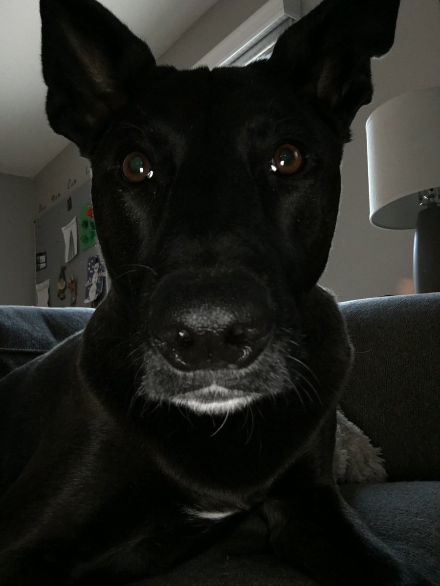 DogsFranklin's tweet photo. Molly taking a very serious selfie here. #bringit ⁦@chicagobulls⁩ #bullslogo https://t.co/EG1PUlgg7x