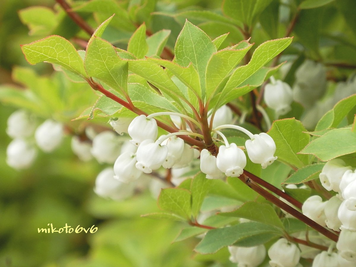 Mikoto 満天星躑躅 と書いて どうだんつつじ と読むんだなぁ 花言葉 節制 上品 かわいい人 愛の喜び 素直な告白 灯台躑躅 ドウダンツツジ 花 Tlを花でいっぱいにしよう キリトリセカイ 過去写真 Enkianthus Flower Nikon Coolpixa900