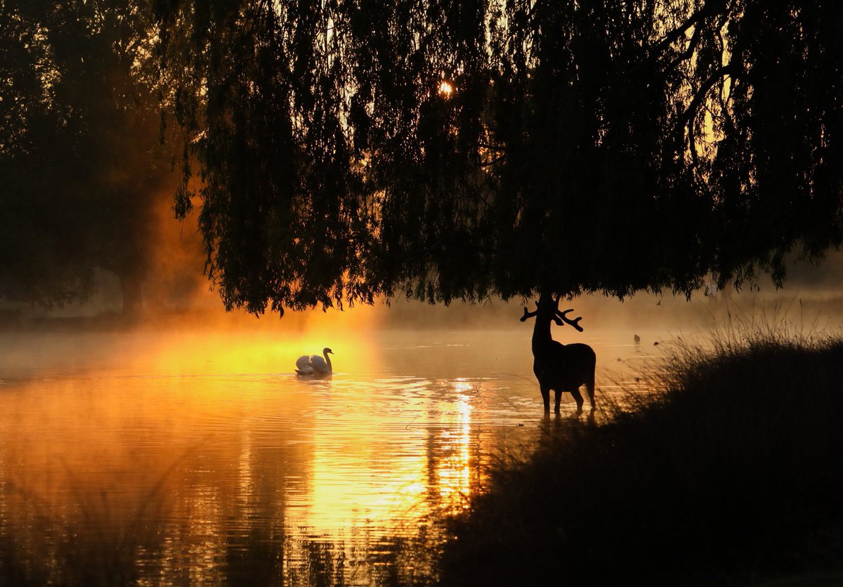 David_Photos_UK's tweet photo. Wonderful scene in Bushy Park this morning #sunrise #stormhour #bushypark #loveukweather https://t.co/ssqLhS58U7