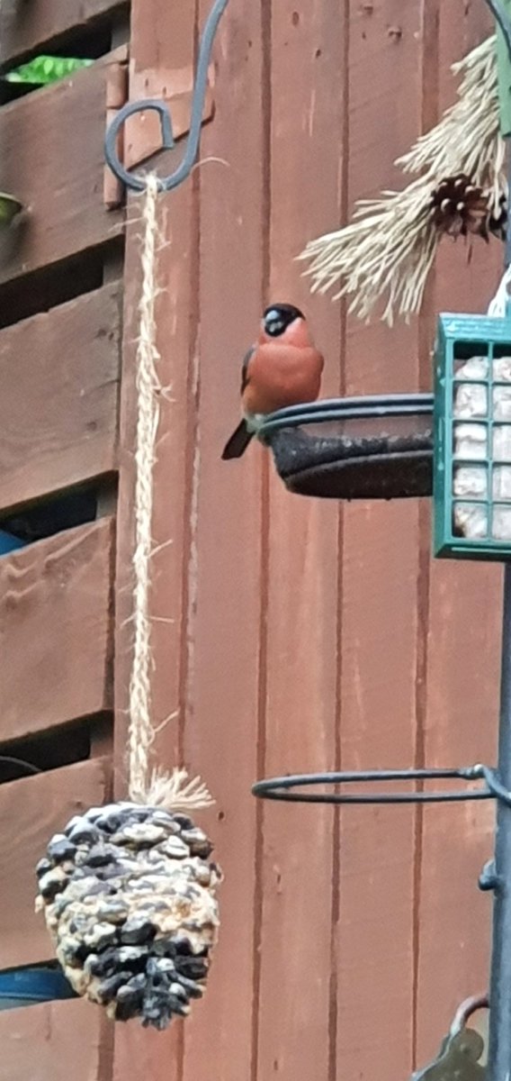 UrbanMyth3's tweet photo. @Natures_Voice I have loads coming into the garden! More recently I've been getting visits from a bullfinch pair...so lovely!! https://t.co/3IZKp10k56
