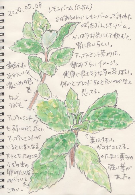 レモンバームのtwitterイラスト検索結果 古い順 レモンバームのtwitterイラスト検索結果 古い順