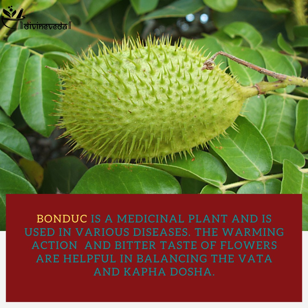 Divineveda1's tweet photo. Ayurvedic Health benefits of Bonduc: 

1. Diabetes

2. Ascites

3. Ulcers

4. Scrofula

5. Abscess

6. Asthma

7. Liver Diseases

8. Leprosy

9. Constipation

10. Joint pain

 #ayurveda #healthy #healing #healthcare #ayurvedicmedicine #antidiabetic #bonduc https://t.co/NNzChFB2up
