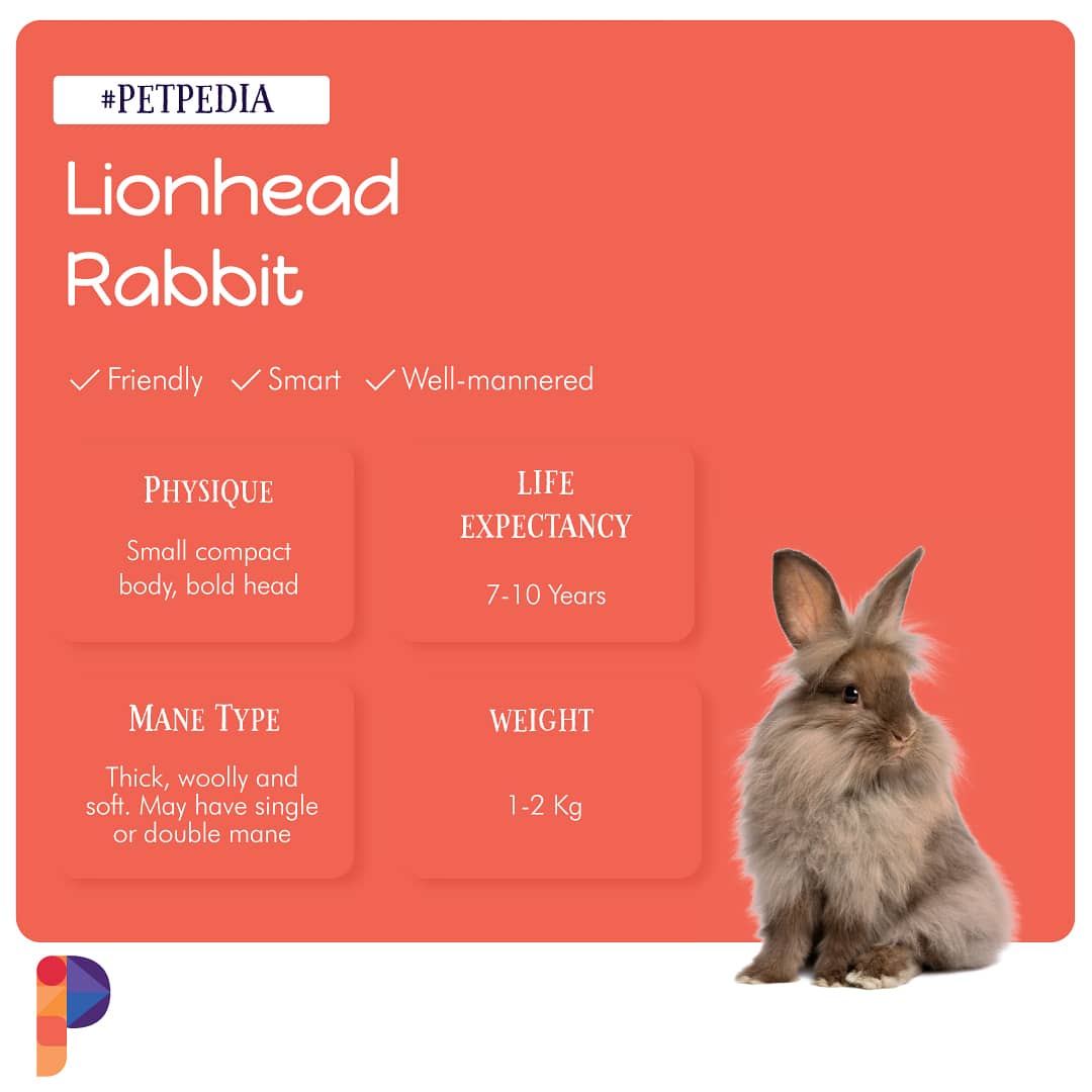 pawzeeble's tweet photo. Lionheads are docile, intelligent rabbits that love attention. However, as they can be unpredictable when frightened or stressed, experts say they aren’t suitable for families with small children.
#lionheadrabbits #lionheadrabbitsofinstagram #lionheadbunnyrabbit #lionheadbunnies https://t.co/Fgwxt1xNCb