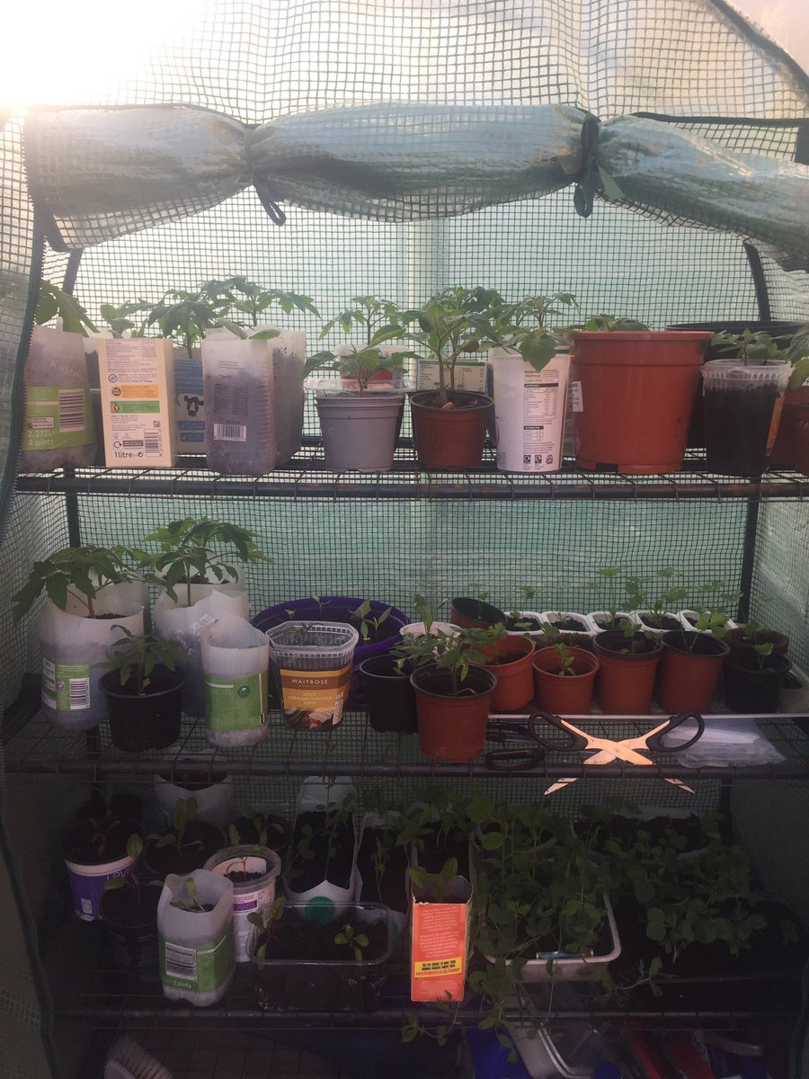 snowdropbooks's tweet image. Tomatoes, chillies, chard, chives, parsley, peas.... almost ready to plant out and all grown on a roof terrace. #downsizer