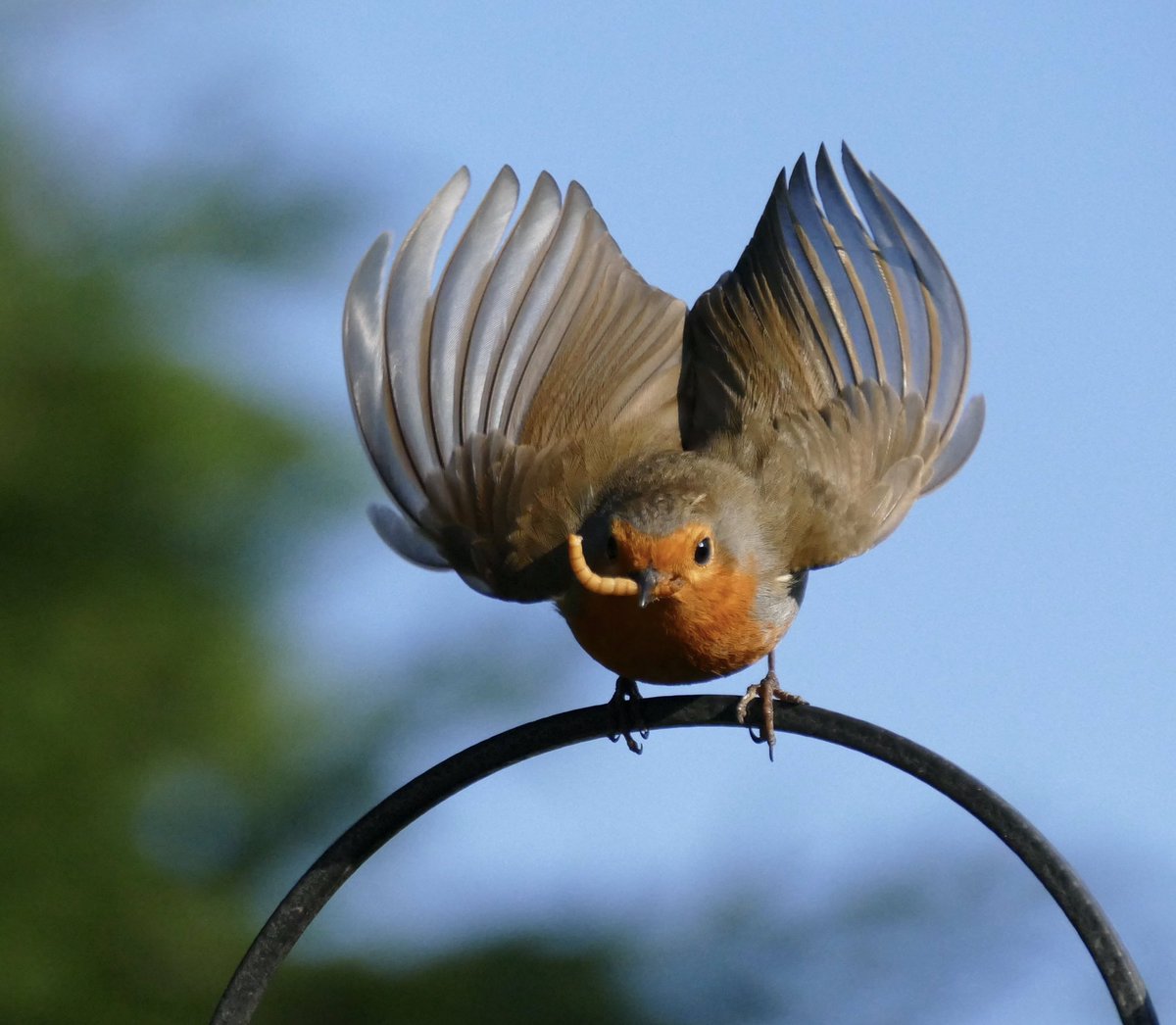 wildlifejules's tweet photo. Good luck today to @mindfullyactiv who are taking off with the launch of their first course today supporting people’s positive mental and physical health #mentalhealth #mindfullyactive #MA6 https://t.co/wtV6ixO5Va