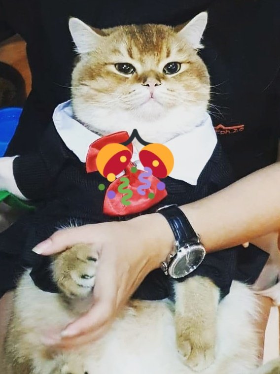 _natandcats's tweet photo. Happy​ birthday​ kaaa
ขอ���คุณ​ที่โลกนี้มีพี่เหยกกกก คร๊าบบบ
#วันอะไรกันครับเนี่ย https://t.co/jjx0kXI87m