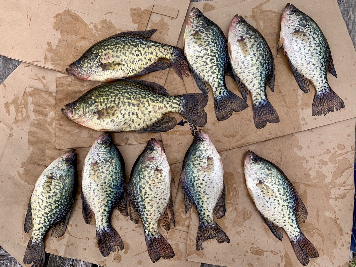 Anthony_Nunn's tweet photo. A fantastic day on the water @CrappieCrazycom @FLWFishing @BassProShops @NorthlandTackle https://t.co/LmxvV5LUQj
