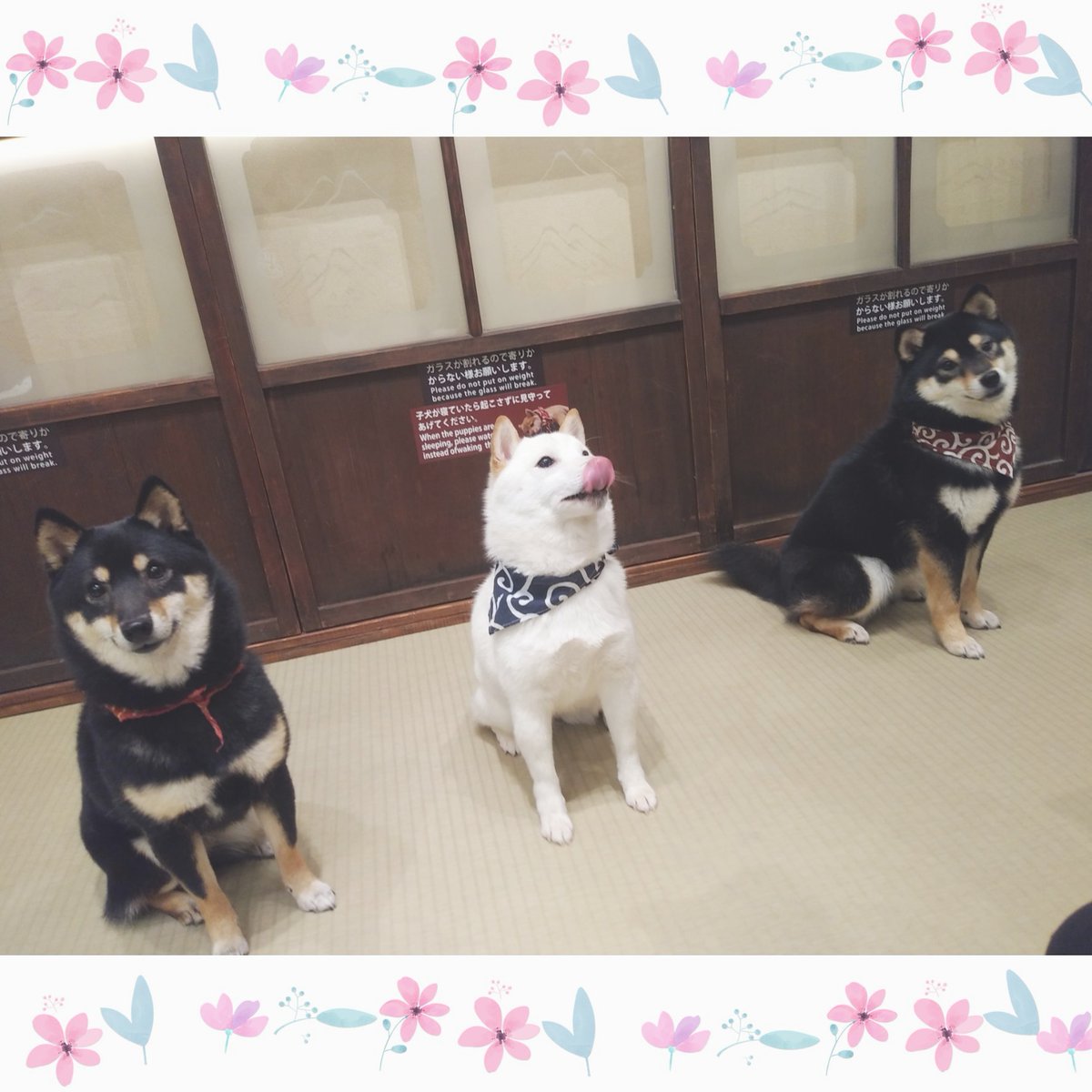 豆柴カフェ福岡店 閉店 ハウステンボス店から福岡店へ仲間入り 左から もも福 くるみ福 ぼたん福です 豆柴 豆柴 カフェ福岡 まめしば 柴犬 福岡 福岡parco Dog 黒柴 白柴