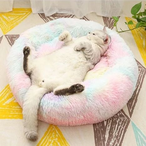 CatVideoGram's tweet photo. #catvideogram #funnycats #cutecats #cats #catsofinstagram #catsofworld  #catslover #catselfie #catsoftheday #catsrule #catsfollowers  #catsanddogs #catsdaily #catsworld #catsloversworld #catslove  #kitty #kittycat #kittylove #kittygram #kittys #kittycats #kittylover https://t.co/8Ug4znD93I