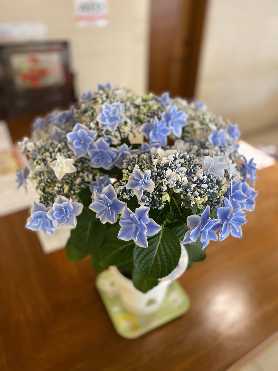 聖蹟プライムコート東大宮 A Twitter ご入居者様より頂きましたアジサイ 島根県オリジナル品種で 銀河 という品種になるそうです 花粉もなく室内で安心して飾れるそうです 花色はブルーとピンクがあるそうです 埼玉県 さいたま市 見沼区 老人ホーム 高齢