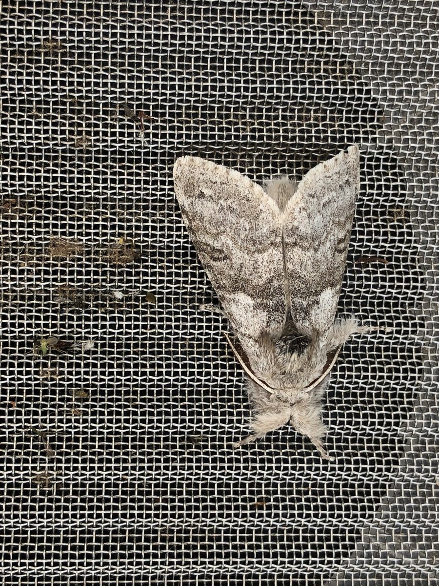 Gravesneil's tweet image. Better night on the moth trap NFY Pale tussock , Iron prominent &amp;amp; Lime hawk moth #vc55 #moths