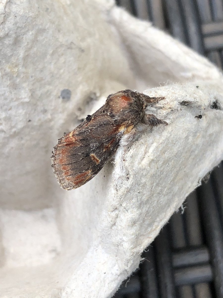 Gravesneil's tweet image. Better night on the moth trap NFY Pale tussock , Iron prominent &amp;amp; Lime hawk moth #vc55 #moths