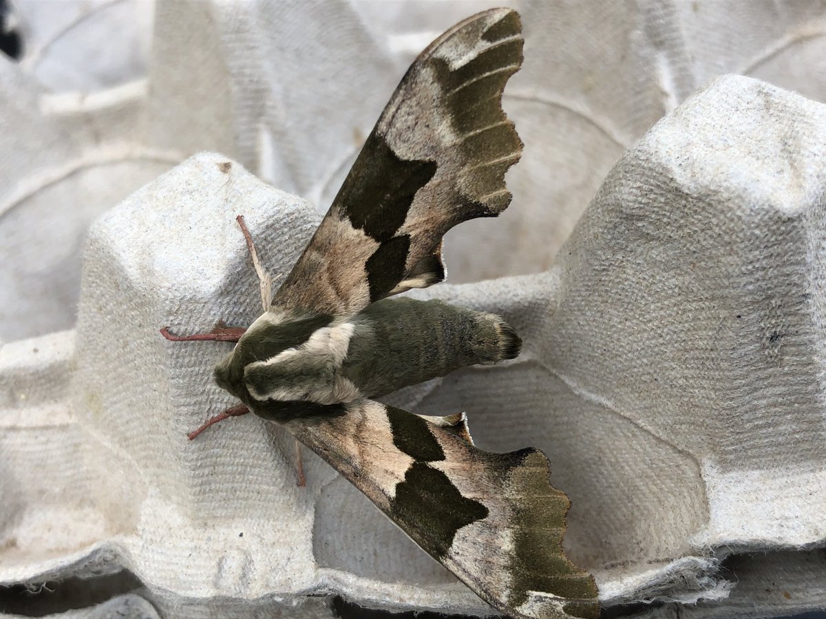 Gravesneil's tweet image. Better night on the moth trap NFY Pale tussock , Iron prominent &amp;amp; Lime hawk moth #vc55 #moths