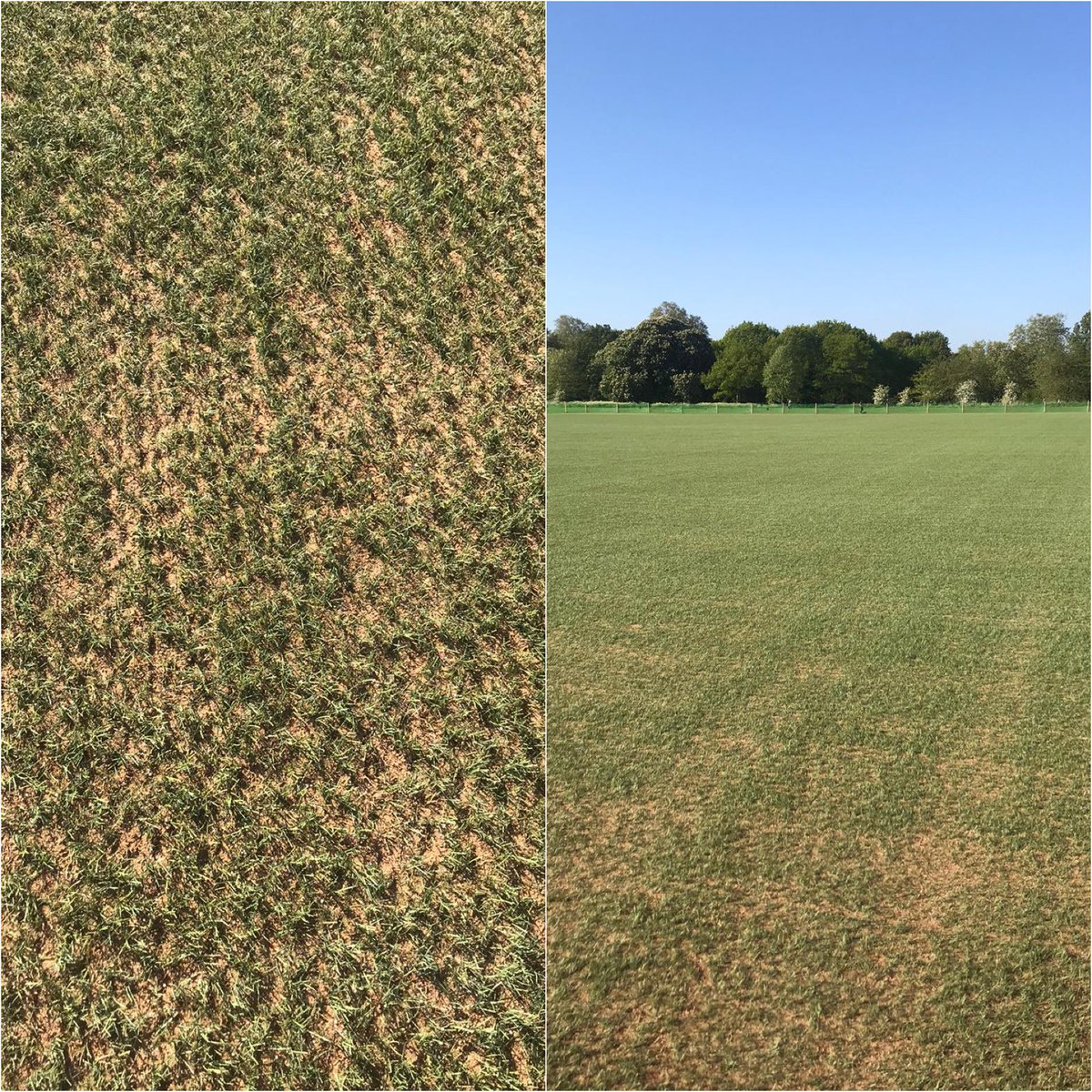 seangoodwin19's tweet photo. Powergrass hybrid carpet cleaned out , soon to be seeded and ready for play again in 21 days ⚽️🏈@Talbot_Ed @theroyalparks #regentspark #powergrass #naturalgrass #hybridcarpet https://t.co/x49QHtL5Kk