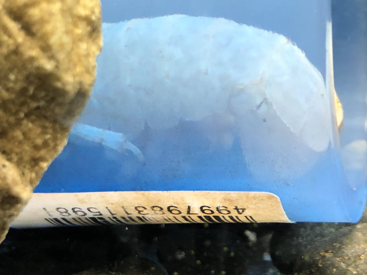 ラマシー ホワイトアレニー の無精卵 水槽がいっぱいで 繁殖中断していたのでもったいないですが フロリダブルーのホワイト 簡単に フロリダホワイトと言う呼び方がみんな呼びやすいかもしれないですね ザリガニ