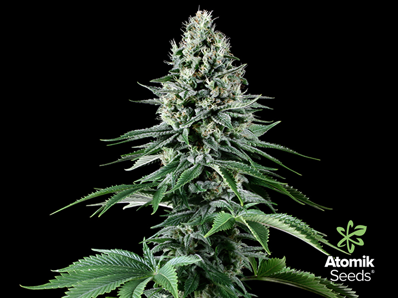 AtomikSeeds's tweet photo. How is CBD extract made? Read more at our blog here:

https://t.co/PCW1qbWdTv https://t.co/zKfWEUwy83