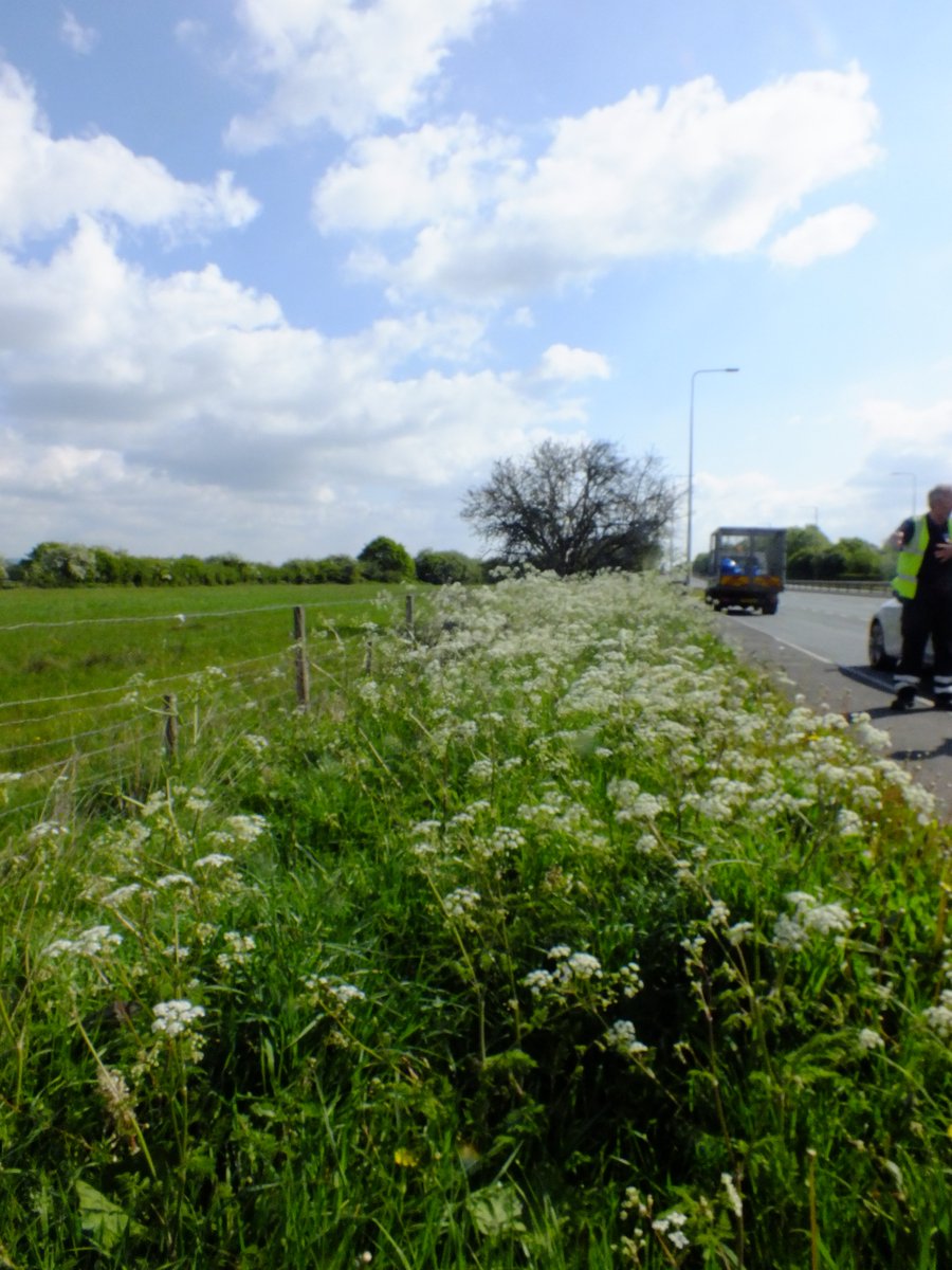 MarkHChampion's tweet photo. #NatralisingTheBorough, with the reduced verge mowing the results, have been wildflowers blooming along the verges @WiganCouncil great for the pollinators, invertabrates and other wildlife too https://t.co/znrB84ojeY