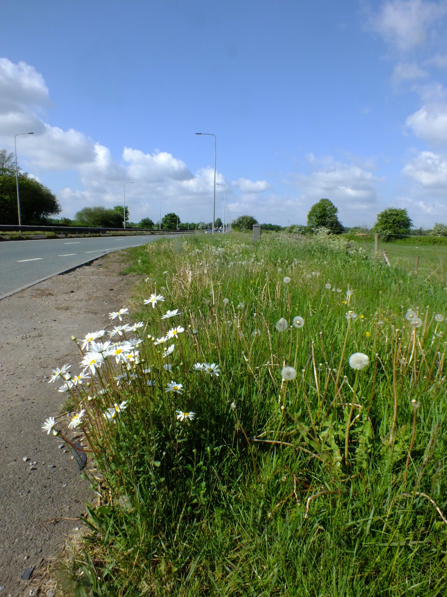 MarkHChampion's tweet photo. #NatralisingTheBorough, with the reduced verge mowing the results, have been wildflowers blooming along the verges @WiganCouncil great for the pollinators, invertabrates and other wildlife too https://t.co/znrB84ojeY