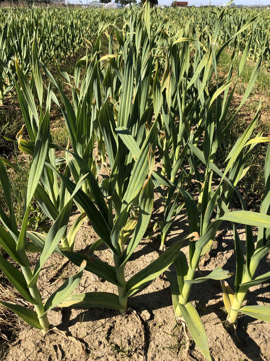 The百姓 ニンニクのとう立ちがもうスグ始まります ニンニクの芽はコレはこれで美味いですからねぇー ニンニク にんにく とう立ち ニンニクの芽 にくにくの芽 無農薬 自然栽培