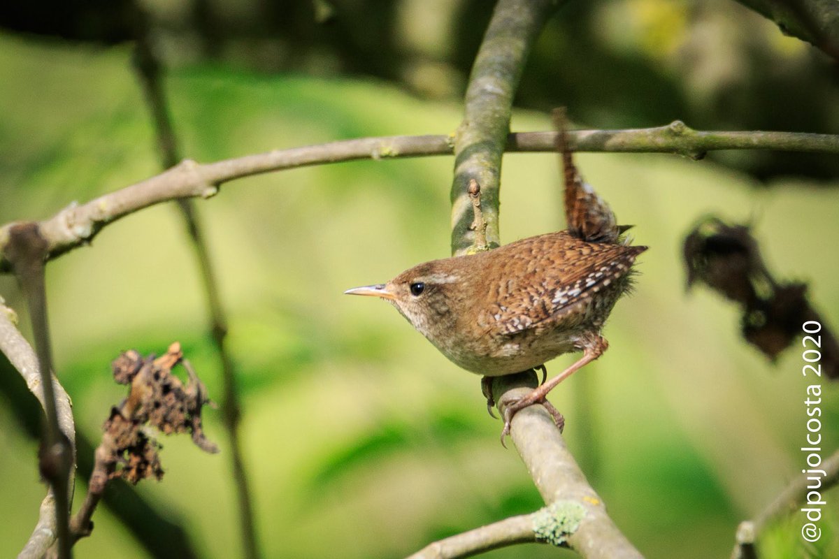 dpujolcosta's tweet photo. #Cargolet (#Troglodytes troglodytes)
Petit però amb una potència de cant imponent.
Caminant per Sant Vicenç de Torelló
03/05/2020 09:45
#confinamentlocal #santvicençdetorelló
#fotoconfinament #ocellskm0
#faunacat #biriding #birdingphotography #fotoreflex #canon7dmk2 #tamron https://t.co/7TUGhzVAMG