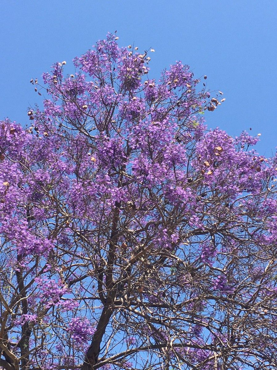 Дерево с сиреневыми цветами как называется. Фиалковое дерево джакаранда. Павлония цветет Кипр. Жакаранда дерево колокольчики. Цветение жакаранды в Краснодаре.