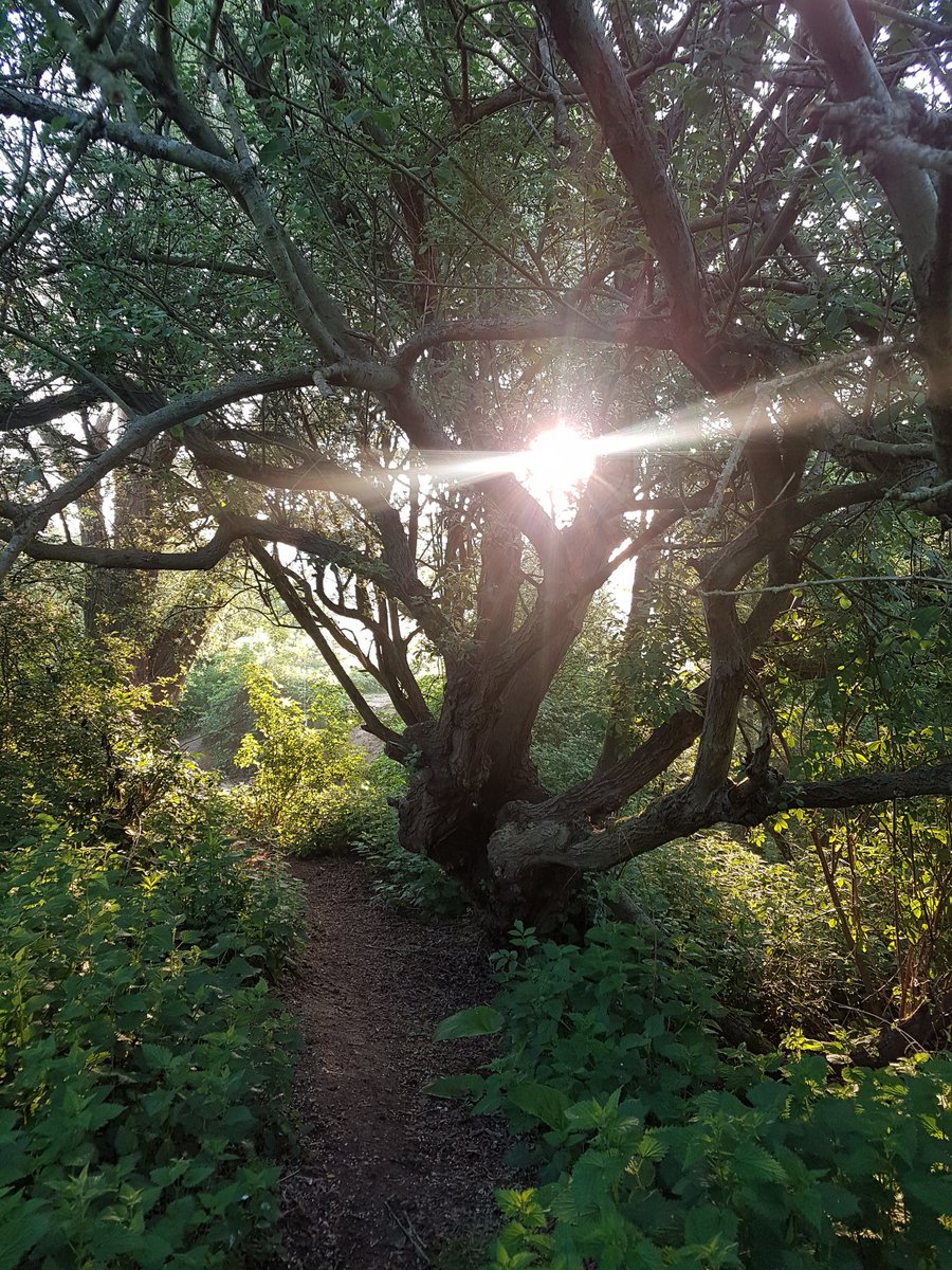 ETWILO's tweet photo. Good morning world! I was up at 5 to watch the sunrise today. #StMichaelAlignment #EnergyLines #DragonLines #Leylines BEAUTIFUL! Have hope 🌱🌳 #TheGreatAwakeningWorldwide #TheGreatAwakening https://t.co/IhWAHWzW2G