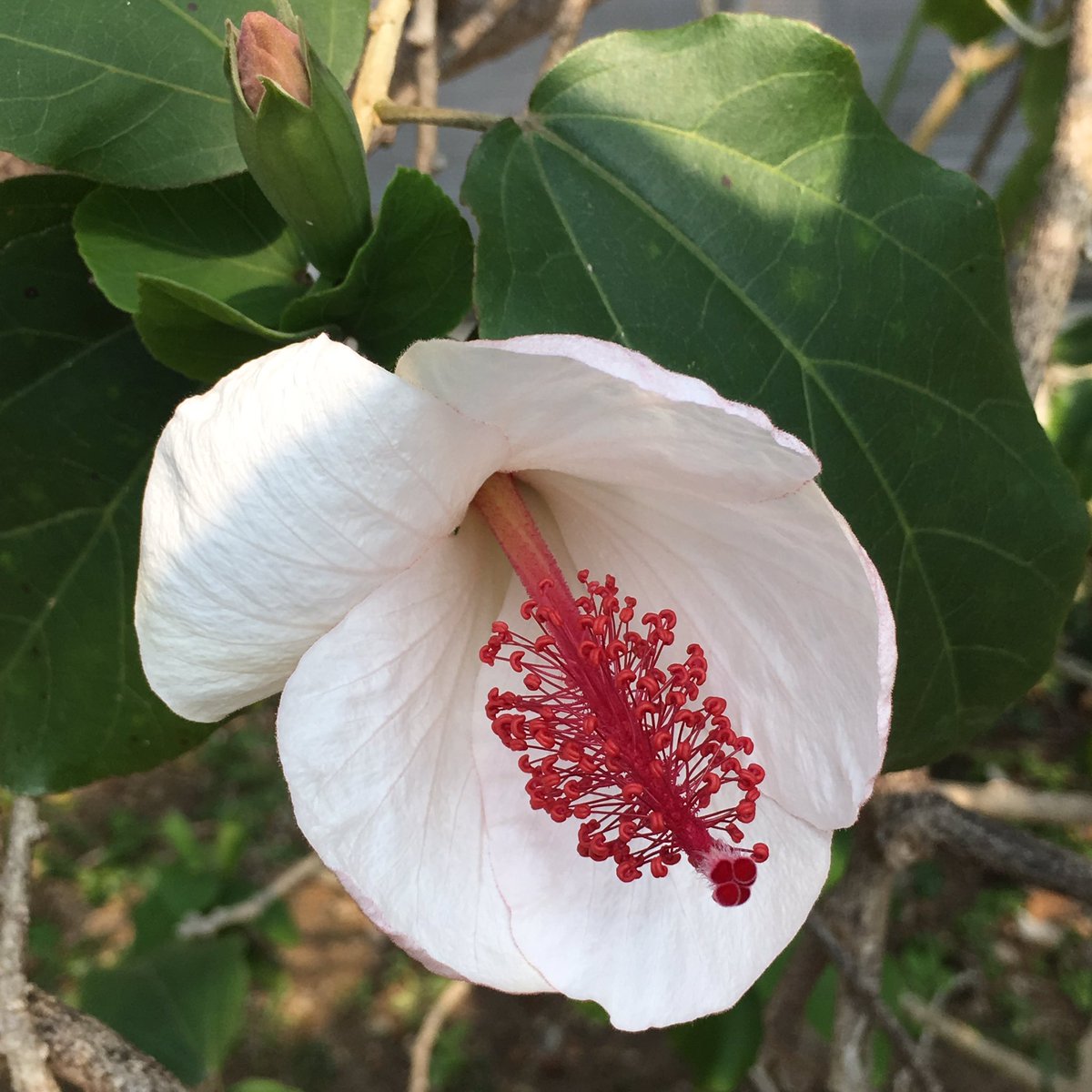 咲くやこの花館 暖かくなってきましたね ハワイ原種のハイビスカスが続々開花中です 白い ヒビスクス ワイメアエはハワイ語でコキオ ケオケオ 赤いヒビスクス コキオはコキオ ウラ Ke Oは白 Ke Oke Oですごく白い Ulaは赤の意味です 咲くや