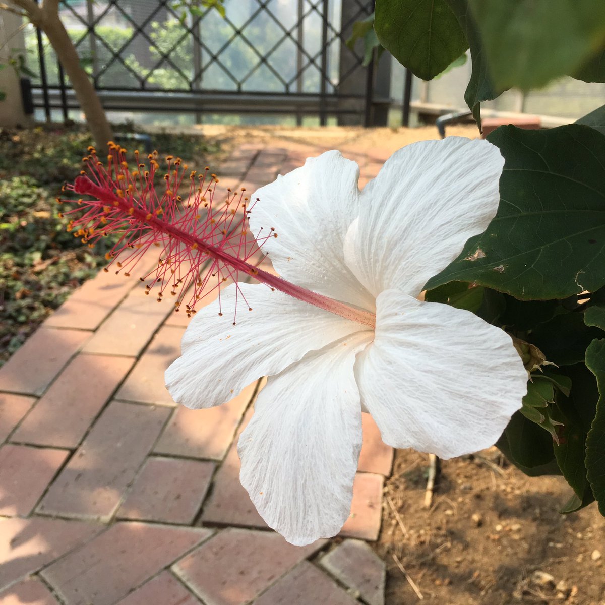 咲くやこの花館 暖かくなってきましたね ハワイ原種のハイビスカスが続々開花中です 白い ヒビスクス ワイメアエはハワイ語でコキオ ケオケオ 赤いヒビスクス コキオはコキオ ウラ Ke Oは白 Ke Oke Oですごく白い Ulaは赤の意味です 咲くや