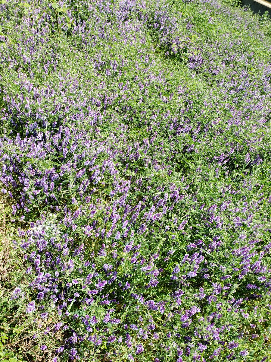 紫色の花の雑草