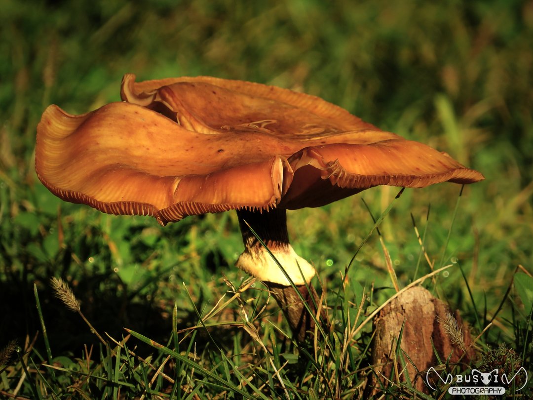 busoivv's tweet photo. Mushroom.

● 11 November 2019, 12:26
● Râmnicu Vâlcea, România
● Canon SX540 HS
● 138.3mm ● 1/500s ● ƒ/5.6 ● ISO 100

Photo © Vasile Viorel Buşoi. All rights reserved.

#nature #photography #closeup #macrophotography #macro #mushroom #autumn #colourful #canon #picoftheday https://t.co/NPPHl3vCiH