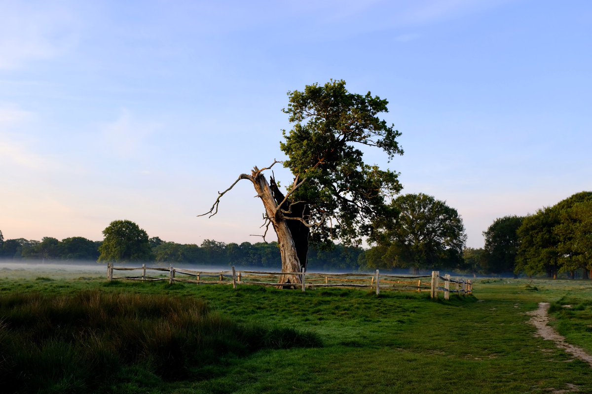 harri8here's tweet photo. stream
#mist #whippet #lightningtree https://t.co/8l4pKRuMSW