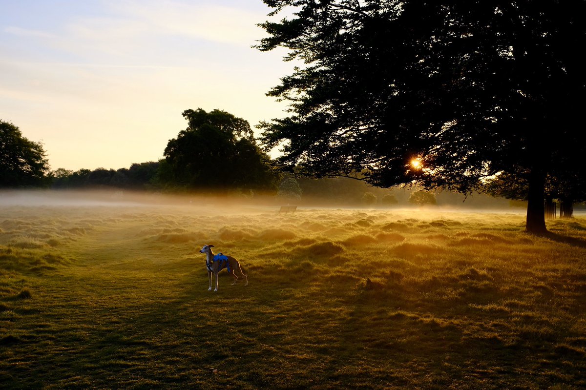 harri8here's tweet photo. stream
#mist #whippet #lightningtree https://t.co/8l4pKRuMSW