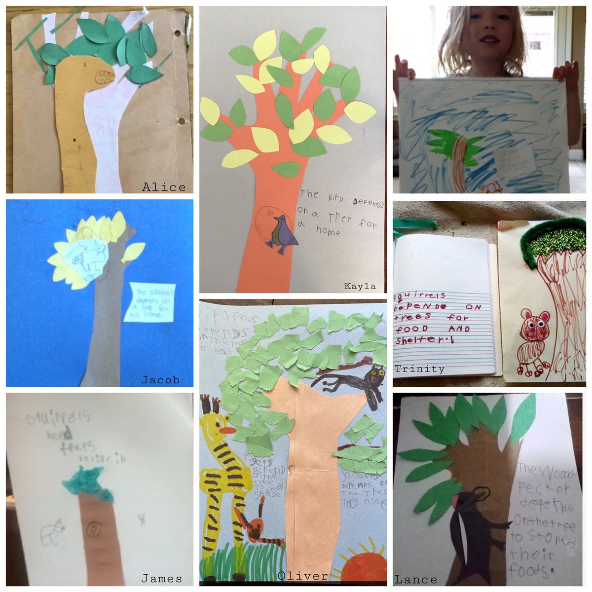 ChristalProctor's tweet photo. Tree-riffic work by kindergarteners *while distance learning! A sampling of: animals who depend on trees, parts of a tree, &amp; treehouse designs. The beauty doesn’t end because we are apart. @ChicoCountryDay #weareccds #ccds #kinderchat #shareyourlearning @ELeducation @BCOEStory https://t.co/GJqtJA6aX0
