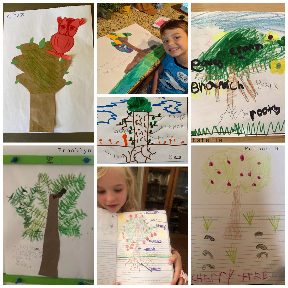 ChristalProctor's tweet photo. Tree-riffic work by kindergarteners *while distance learning! A sampling of: animals who depend on trees, parts of a tree, &amp; treehouse designs. The beauty doesn’t end because we are apart. @ChicoCountryDay #weareccds #ccds #kinderchat #shareyourlearning @ELeducation @BCOEStory https://t.co/GJqtJA6aX0
